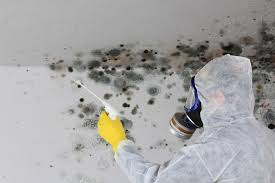 Why You Should Choose Our Mold Remediation Services in Paisley, FL